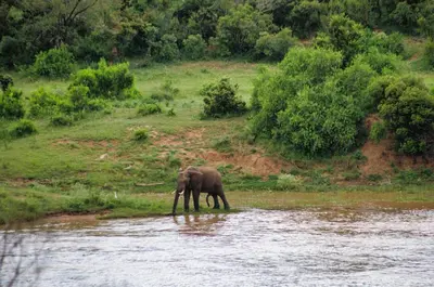 an elephant standing in the middle of a river at Ukuthula House in Hectorspruit