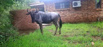 a statue of a bull standing next to a brick wall at Nature Cottage in Marloth Park