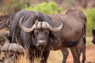 a buffalo with long horns standing in a field at Nungubane Game Lodge in Welgevonden Game Reserve