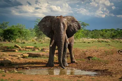 an elephant standing in the mud in a field at Nungubane Game Lodge in Welgevonden Game Reserve