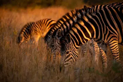three zebras grazing in a field of tall grass at Nungubane Game Lodge in Welgevonden Game Reserve