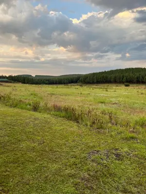 a field of grass with trees in the background at La Prima Casa in Graskop