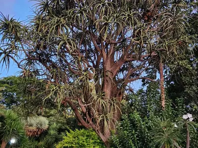 a large tree with many branches and plants at Tree Aloe Guest House in Mokopane