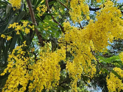 a bunch of yellow flowers on a tree at Tree Aloe Guest House in Mokopane