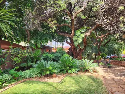 a garden with a large tree and some plants at Tree Aloe Guest House in Mokopane