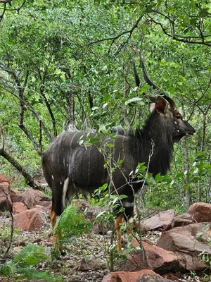 a bull with large horns standing in the woods at Waterfall Safari Lodge in Winterkamp