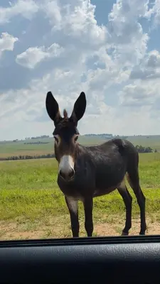 a donkey standing in a field next to a car at Echo Valley Guest Farm in Breyten