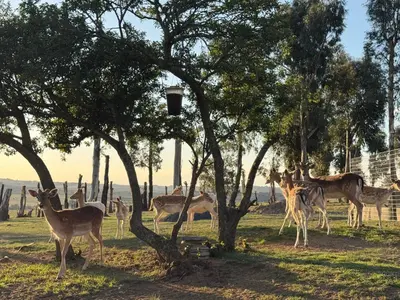 a group of deer standing under trees in a field at Echo Valley Guest Farm in Breyten