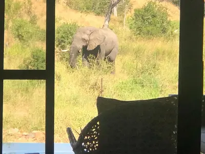 an elephant walking in the grass in front of a window at Barn Owl Lodge, Mjejane Game Reserve, Greater Kruger Park in Hectorspruit