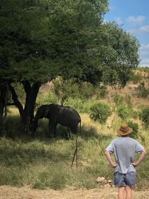 a man in a hat looking at an elephant under a tree at Barn Owl Lodge, Mjejane Game Reserve, Greater Kruger Park in Hectorspruit