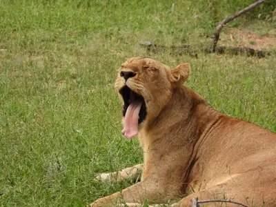 a lion laying in the grass with its tongue at Barn Owl Lodge, Mjejane Game Reserve, Greater Kruger Park in Hectorspruit