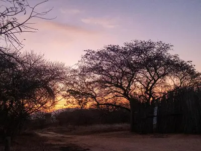 a tree in a field with the sunset in the background at African Sky Bush Camp in Rabelaisruskamp