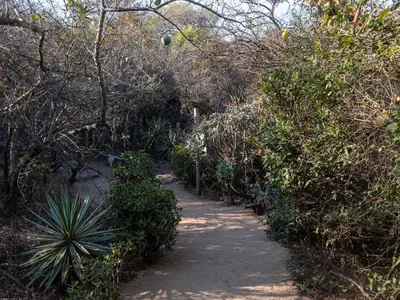 a path through a garden with trees and plants at African Sky Bush Camp in Rabelaisruskamp