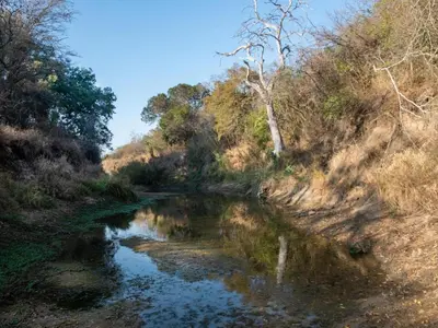 a river in the middle of a forest at African Sky Bush Camp in Rabelaisruskamp