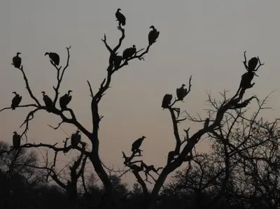a flock of birds sitting on top of tree branches at Balule Bushveld Safari Lodge in Phalaborwa