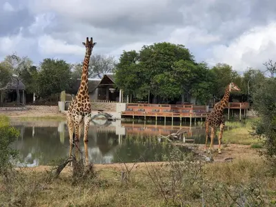 two giraffes standing next to a body of water at Simbavati Waterside in Klaserie Private Nature Reserve