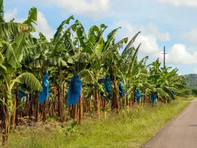 a row of banana trees with blue bags on them at Royal Bakoena Hamiltonparks Country Lodge in Hazyview