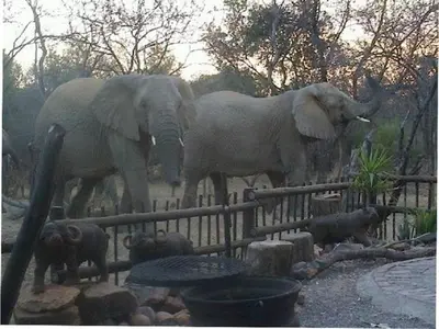 a group of elephants standing next to a fence at Hornbill Private Lodge Mabalingwe in Mabula