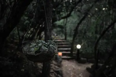 a plant in a basket hanging from a tree at Thulamela Couples Retreat in Hazyview