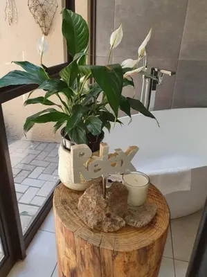 a potted plant sitting on top of a wooden stump at Bendor Garden Flat in Polokwane