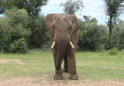 an elephant with tusks standing in a field at Tamboti Bush Lodge in Dinokeng Game Reserve