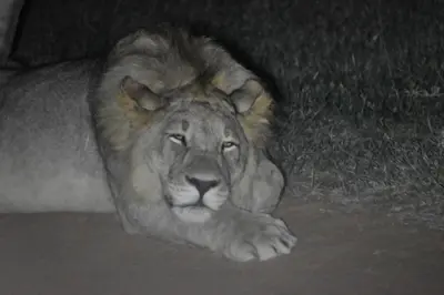 a lion laying down on the ground at night at Tamboti Bush Lodge in Dinokeng Game Reserve