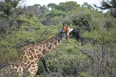 a giraffe standing in the middle of a field at Tamboti Bush Lodge in Dinokeng Game Reserve