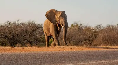 an elephant walking on the side of the road at Tamboti Bush Lodge in Dinokeng Game Reserve