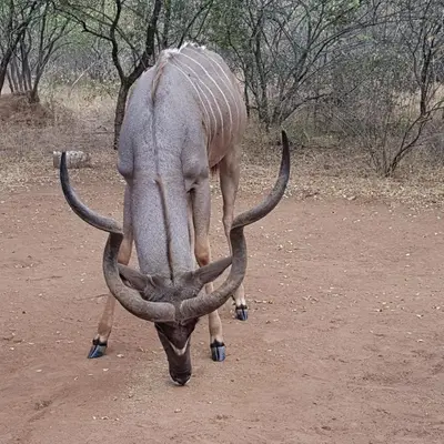 a antelope with long horns walking on a dirt field at Matumi Self Catering in Marloth Park