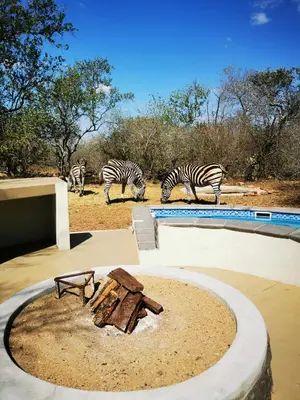 a group of zebras standing next to a swimming pool at Ostrich Hide in Marloth Park