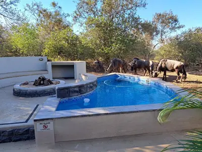 a herd of animals standing around a swimming pool at Ostrich Hide in Marloth Park