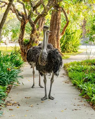 an ostrich is standing on a sidewalk at Sunbirds Oasis Lodge in Hoedspruit
