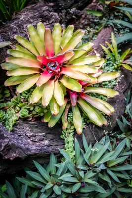 a bunch of flowers on a rock with plants at Sunbirds Oasis Lodge in Hoedspruit