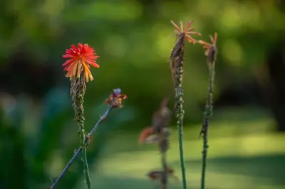 a red flower sitting on top of a plant at Sunbirds Oasis Lodge in Hoedspruit