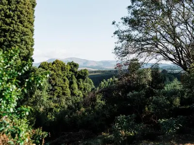 a group of trees with mountains in the background at Cussonia Cottage in Haenertsburg