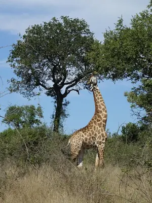 a giraffe eating leaves from a tree in a field at Villa Tall Horse - Zandspruit Bush and Aero Estate in Hoedspruit
