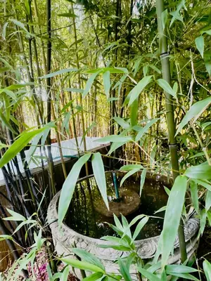 a bird bath in a garden with plants at Soul Oasis Urban Retreat in Centurion