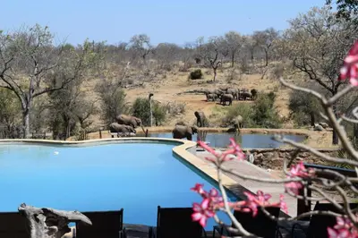 a herd of elephants standing around a swimming pool at MILIMA Big 5 Safari Lodge in Hoedspruit
