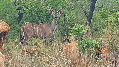 a gazelle standing in a field of tall grass at 113 Zwartkloof Private Game Reserve Bela-Bela in Bela-Bela