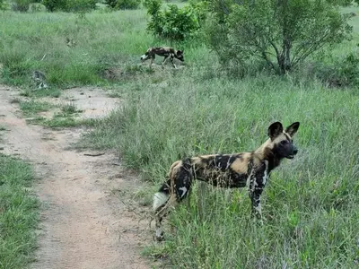 two dogs standing in the grass on a dirt road at The Wild Olive Tree Camp in Manyeleti Game Reserve
