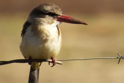 a small bird sitting on a clothes line at Crocodile Bridge Safari Lodge in Komatipoort