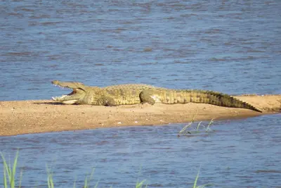 a crocodile laying on the edge of a body of water at Crocodile Bridge Safari Lodge in Komatipoort