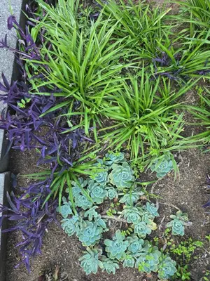 a group of purple and blue plants in a garden at The Calm Views Holiday Home in Hazyview