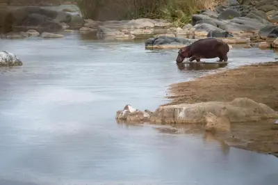 a hippo drinking water from a river at Baluleni Safari Lodge in Grietjie Nature Reserve