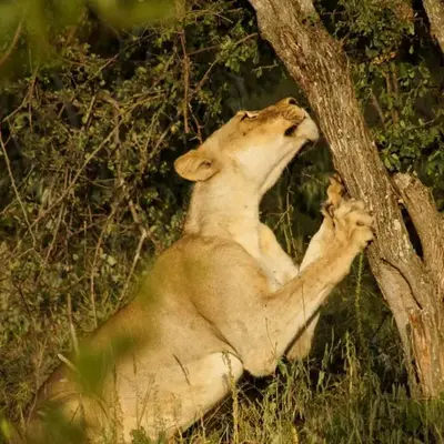 Baluleni Safari Lodge
