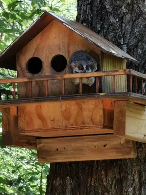 a owl in a bird house on a tree at Gemsbok Place in Marloth Park