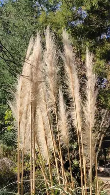 a group of tall grass in a garden at Palm View Midrand Guest House in Midrand