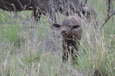 a baby calf standing in a field of tall grass at Bushwa Private Game Lodge in Vaalwater