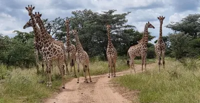 a herd of giraffes standing on a dirt road at Bushwa Private Game Lodge in Vaalwater
