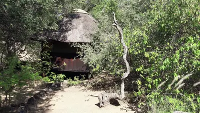 a tunnel in the middle of a forest with trees at Off Beat Safaris Bush Lodge in Hoedspruit